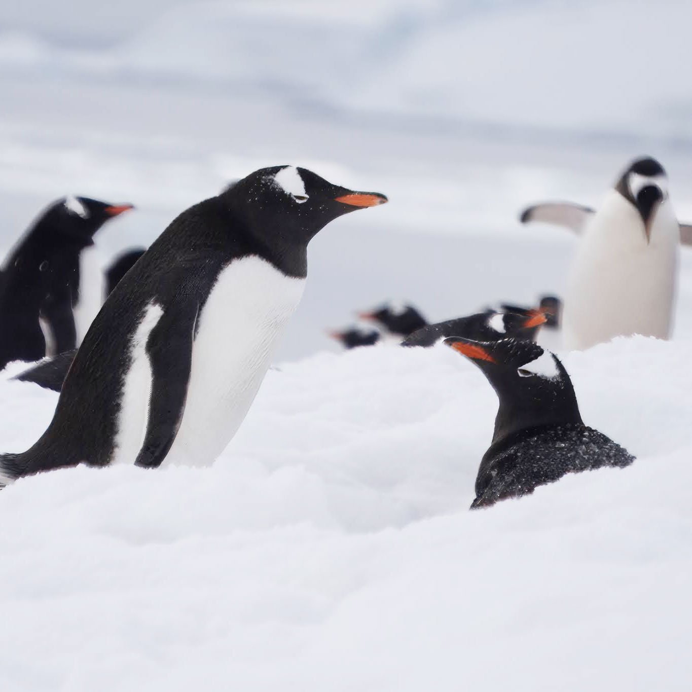 1_Penguin