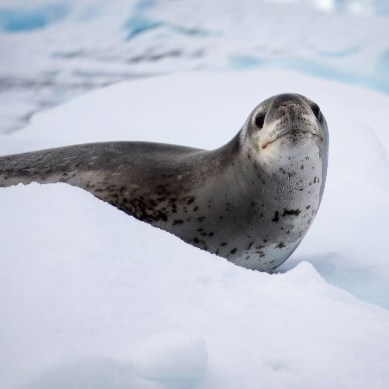 3_Seal