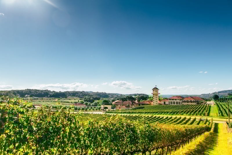 Bento Gonçalves vineyard