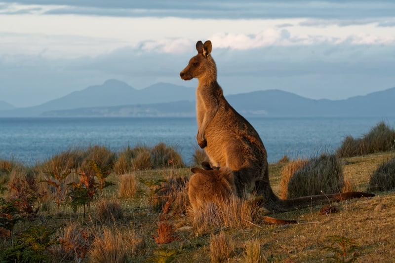 Cruise Australia: Tasmania