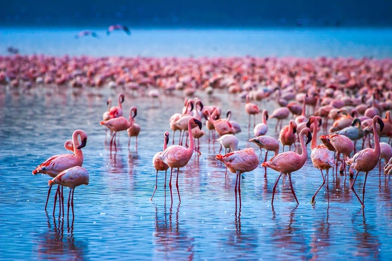 Africa travel itinerary: Lake Nakuru