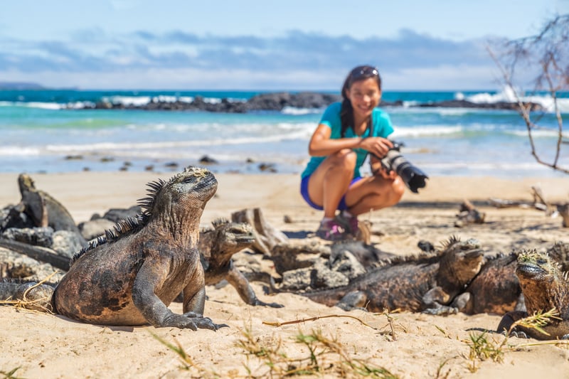 A woman with a camera practicing eco tourism as she admires an Iguana in Galapagos Islands
