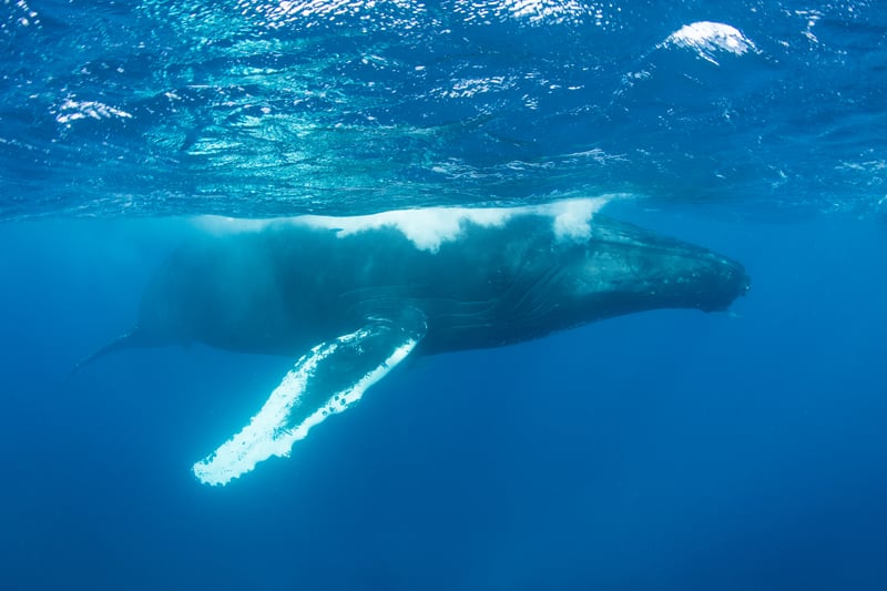 Humpback Silver Bank in Caribbean