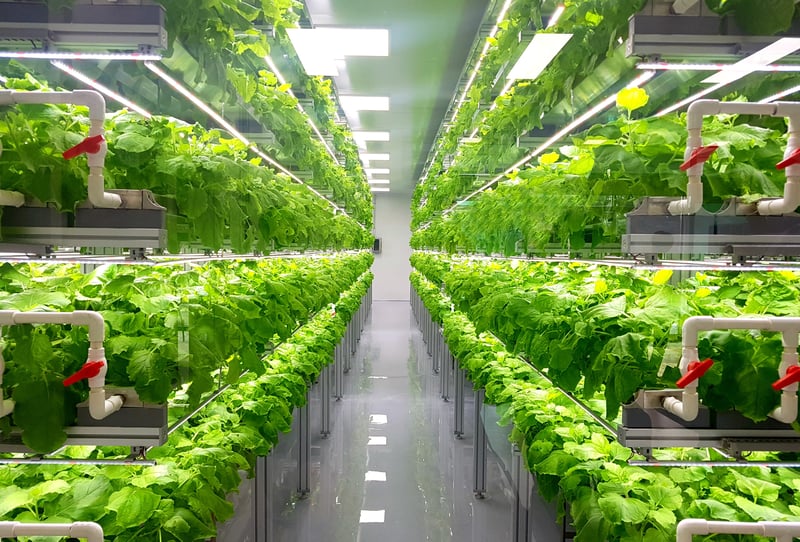 Hydroponic Garden growing vegetables and fruit 