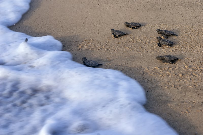 Loggerhead sea turtle hatchlings Cape Verde in Atlantic and Caribbean islands