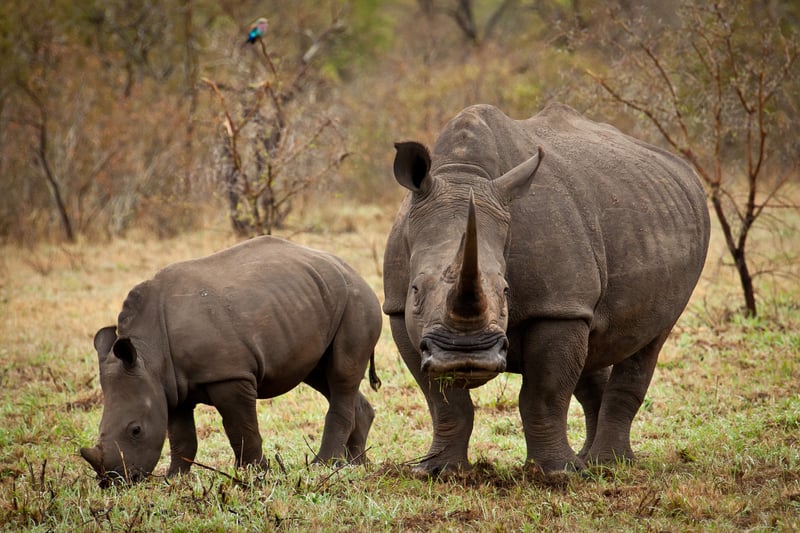 Mother and baby rhino South Africa wildlife conservation