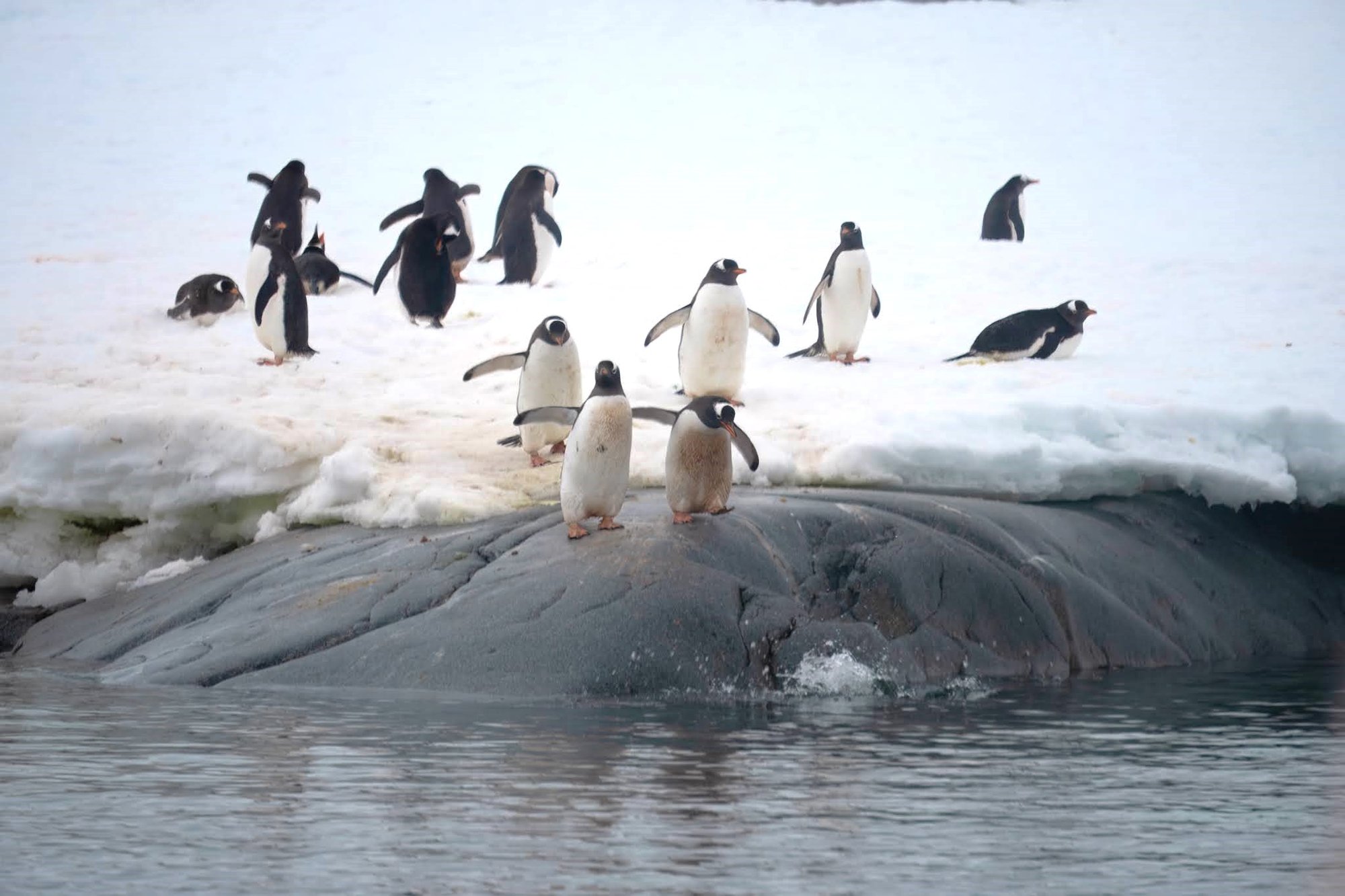 Penguins in Antarctica launching off a rock into the sea-1