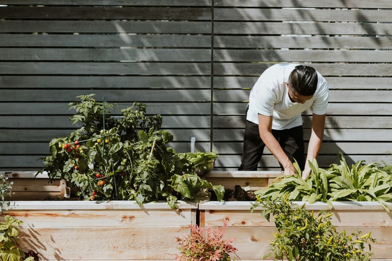 Chef picking fresh vegetables from herb garden for farm to table restaurant