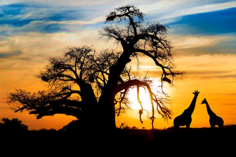 Sunset with baobab and giraffe