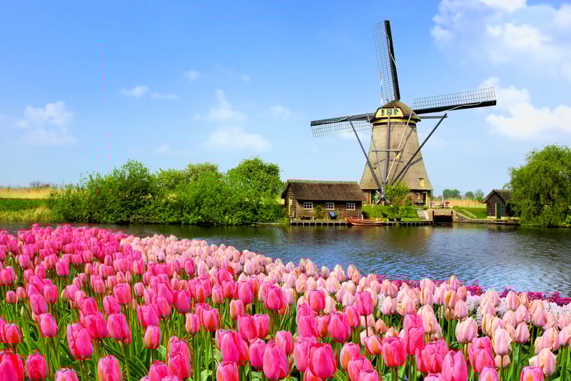 Visiting Europe: Dutch windmill along a canal with pink tulip flowers, Netherlands