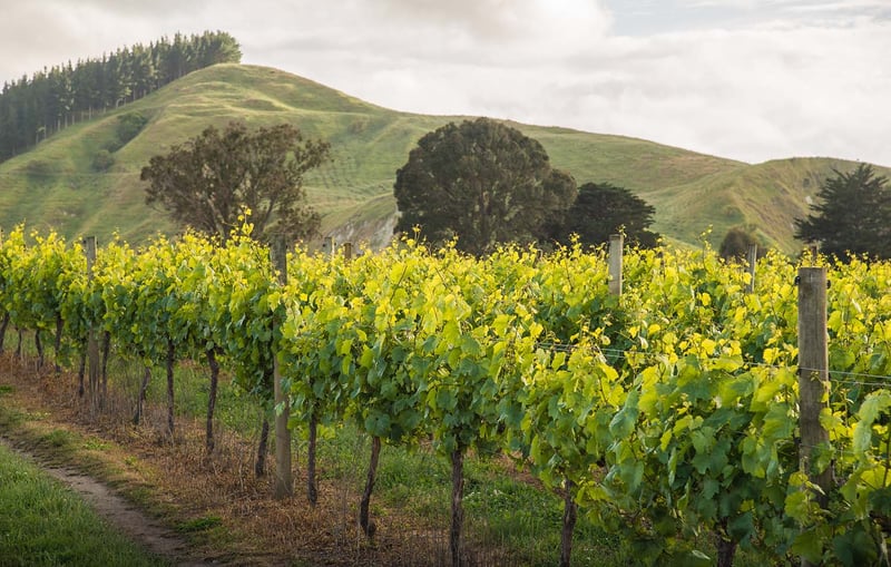 Scenery view of grapes vineyards in Hawke's Bay region of New Zealand
