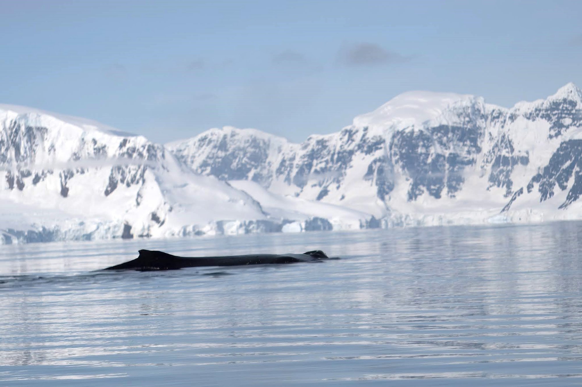 Whale breaching 