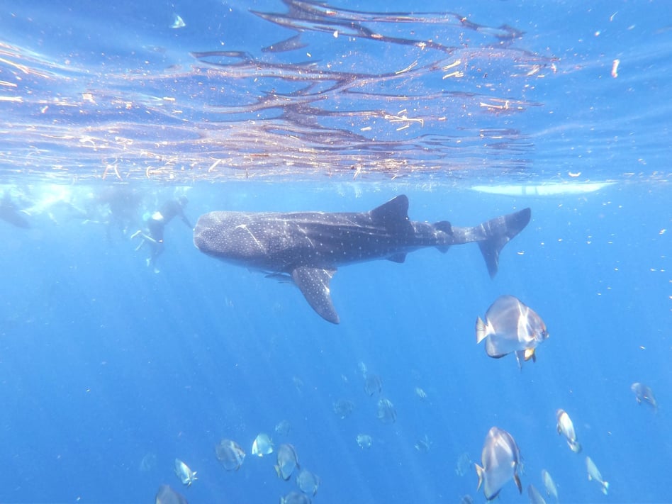 Diving with Whale Sharks