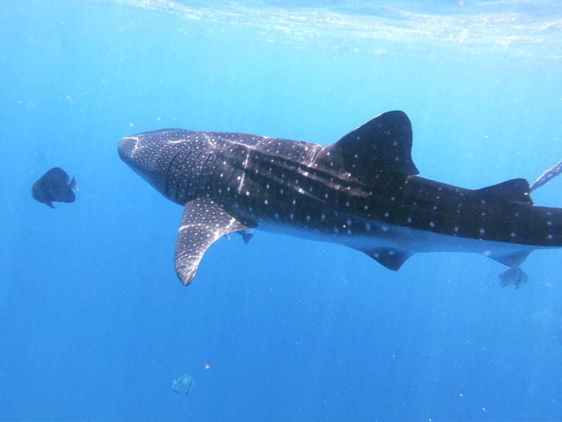 Whale sharks - Majestic Giants of the Oceans