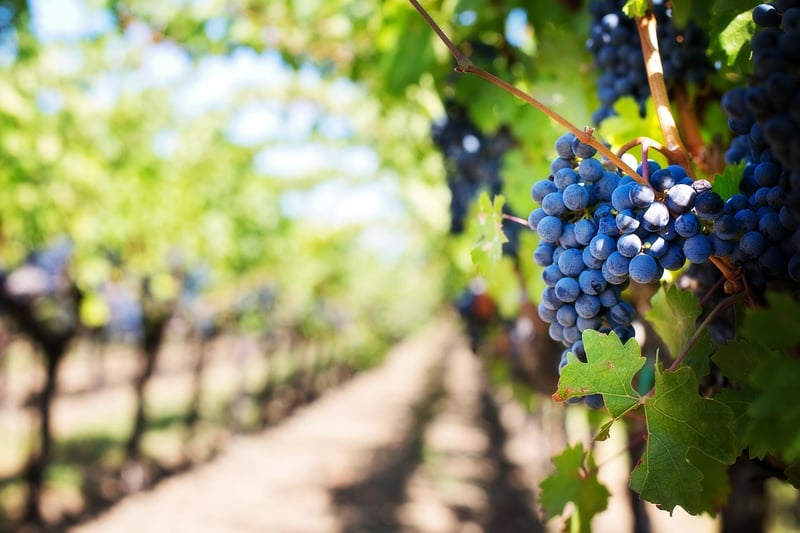 Exploring the world of fine wines at a vineyard just before grape harvest