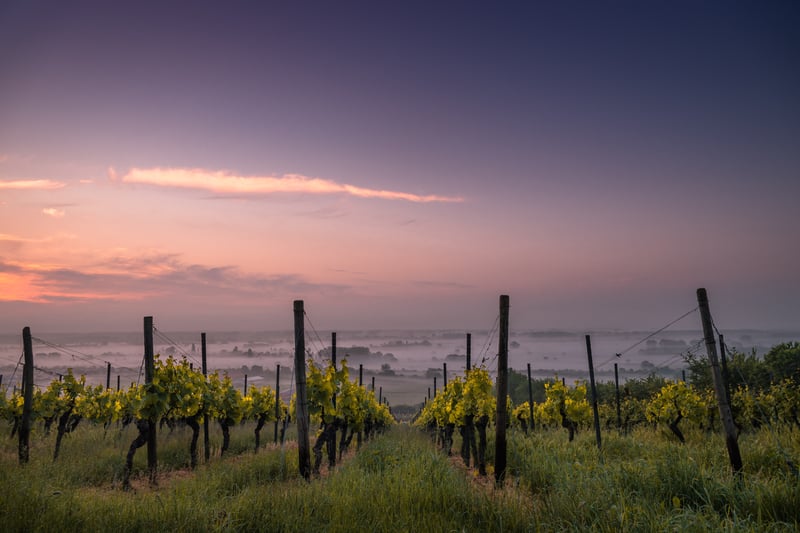 Rows of grape vines at vineyard at sunrise